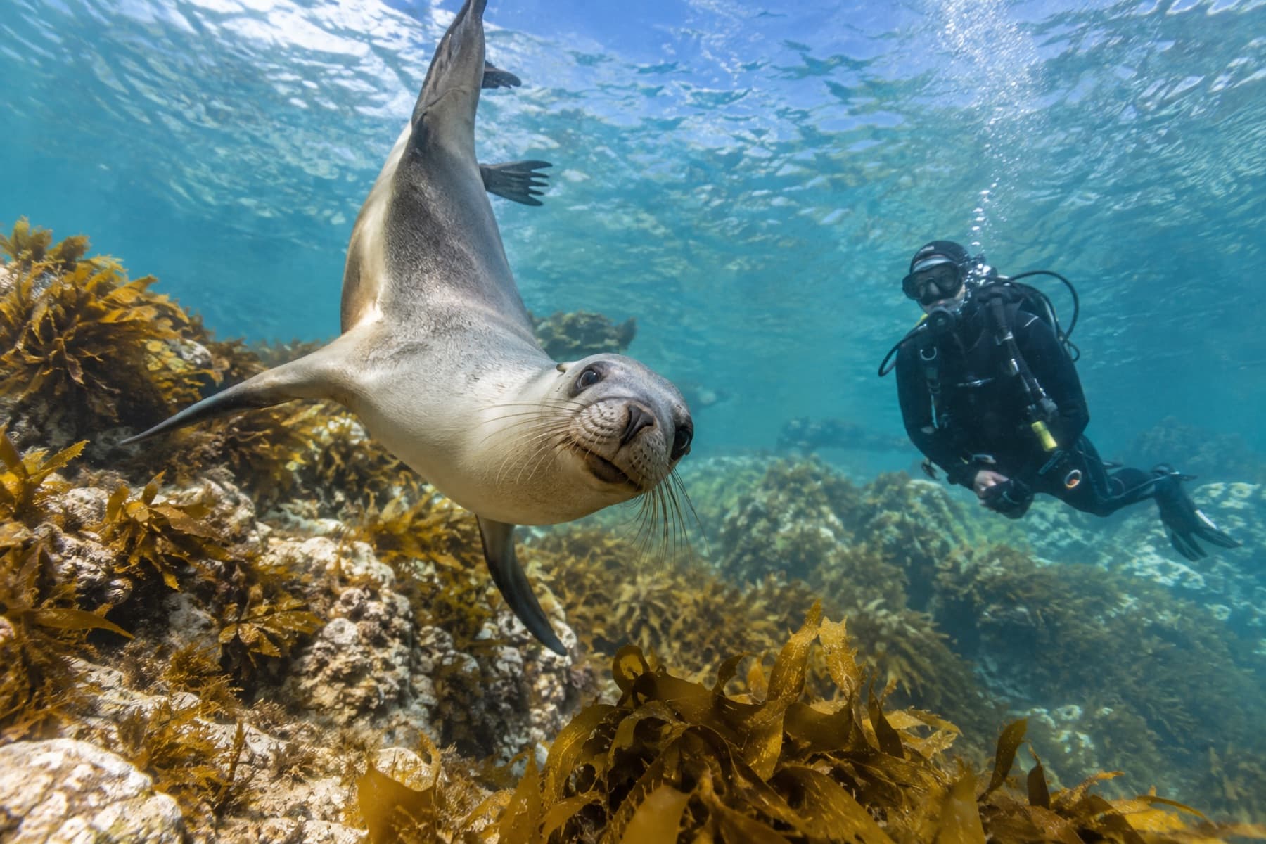 Australian sea lion swimming through a shallow kelp reef near a diver