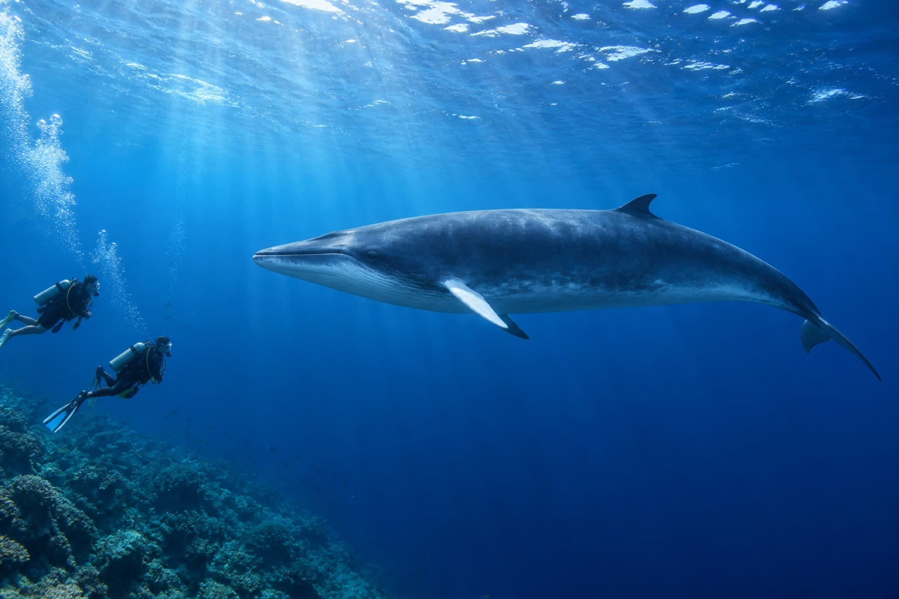 Dwarf minke whale cruising in clear blue water near distant scuba divers