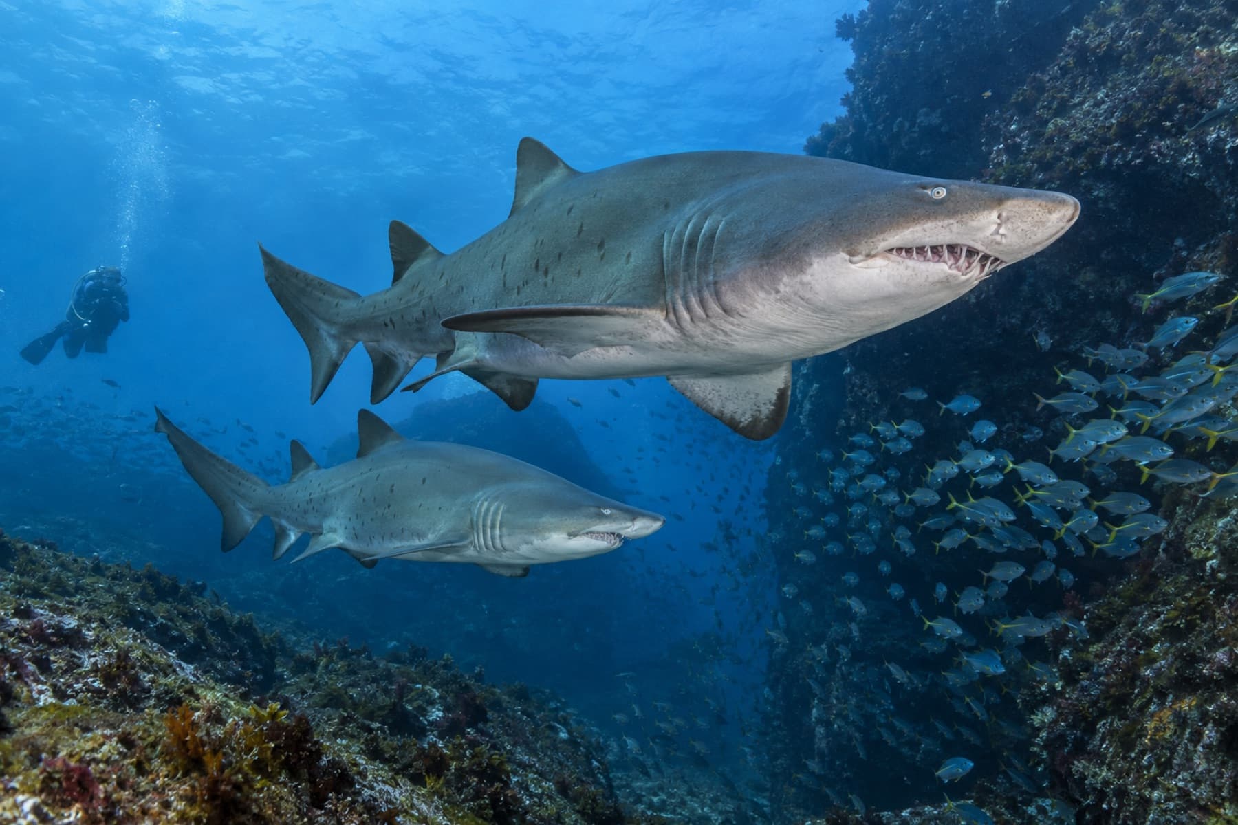 Grey nurse sharks cruising calmly beside a rocky reef