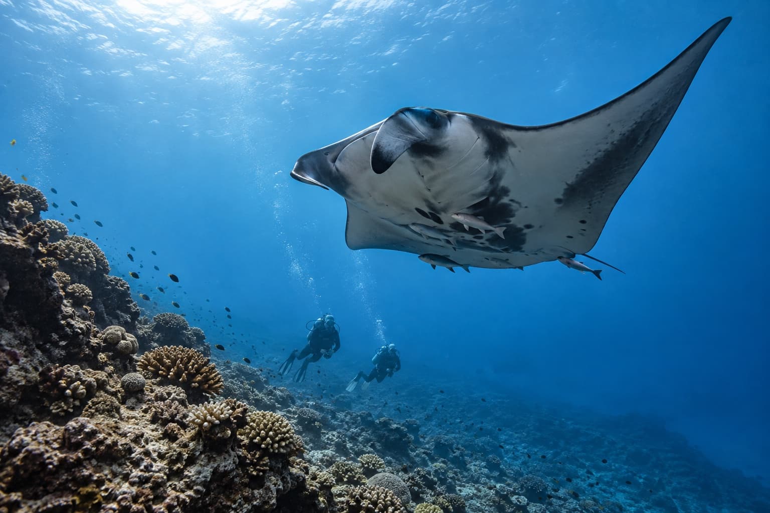 Manta ray gliding over a reef while scuba divers watch from a distance