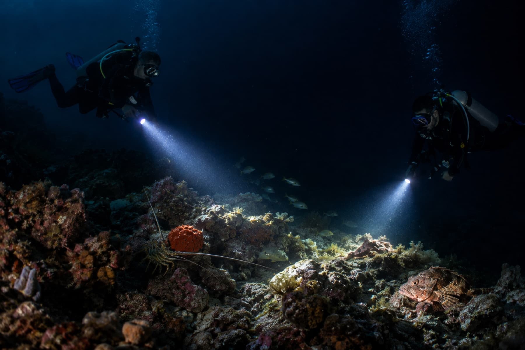 Buddy divers illuminating a rocky reef during a night dive