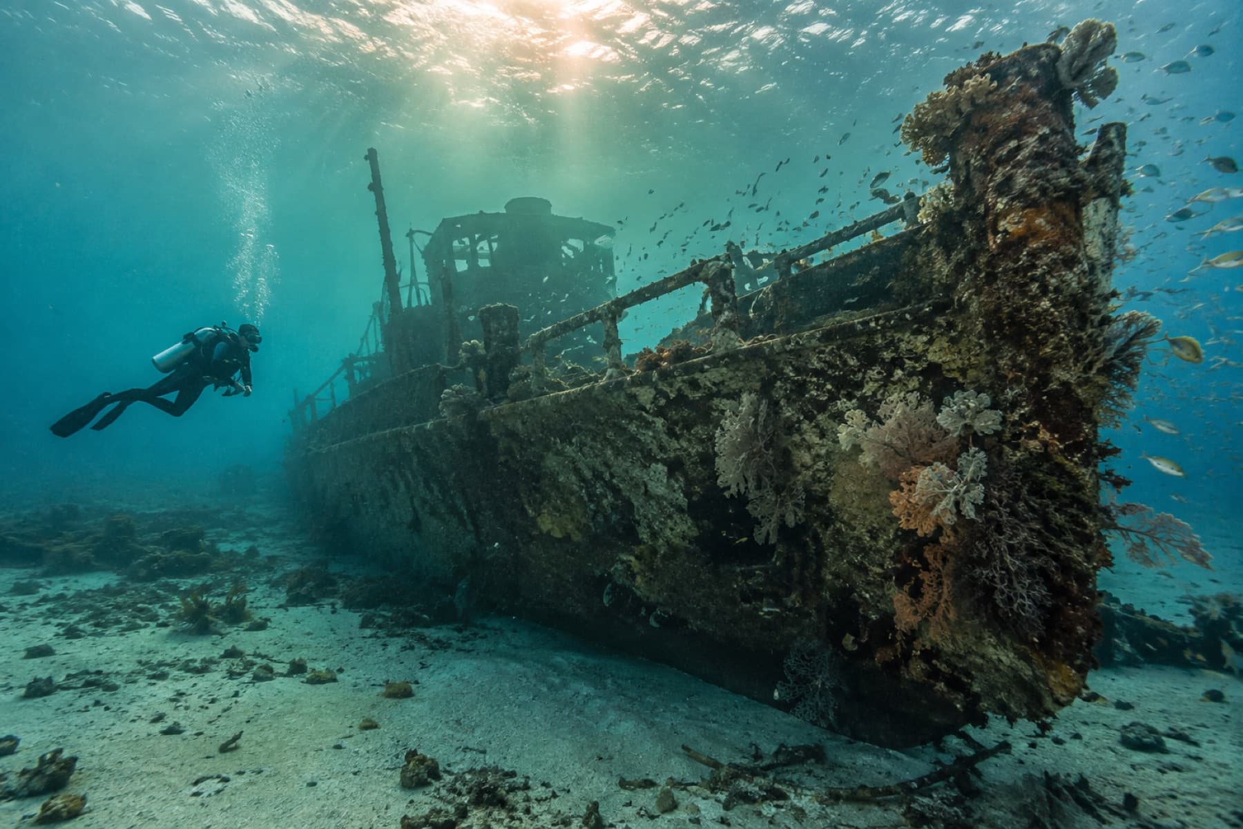 Scuba diver touring the exterior of a coral-covered shipwreck