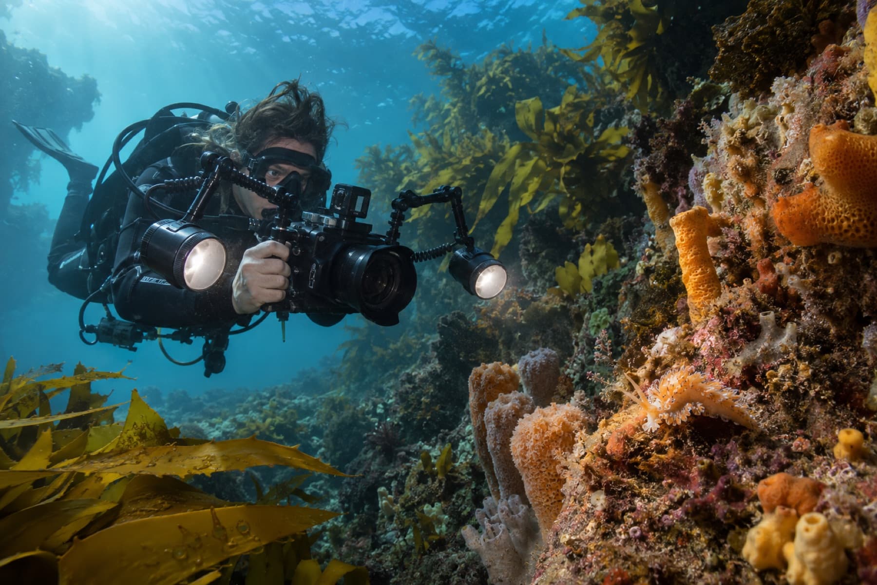 Neutrally buoyant underwater photographer composing an image on a temperate reef