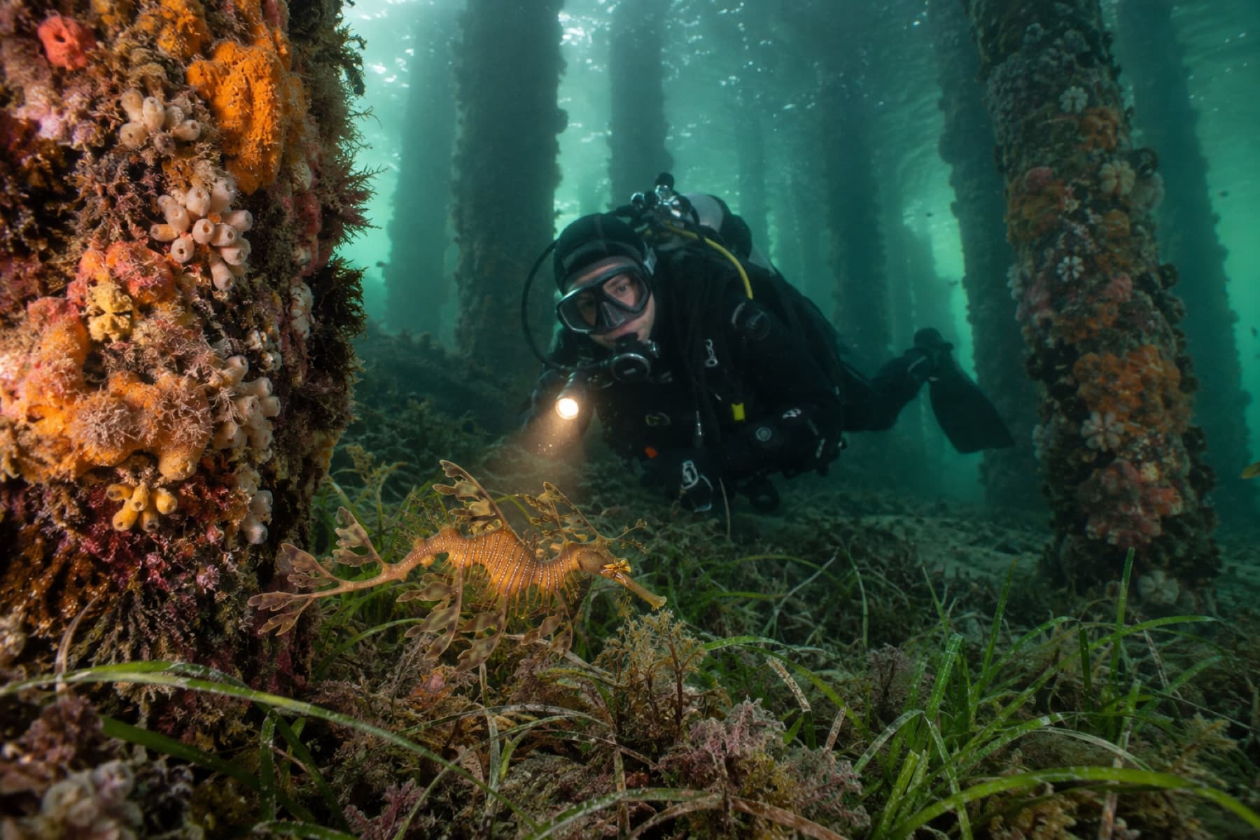 Scuba diver discovering a weedy seadragon beneath a sponge-covered Victorian pier