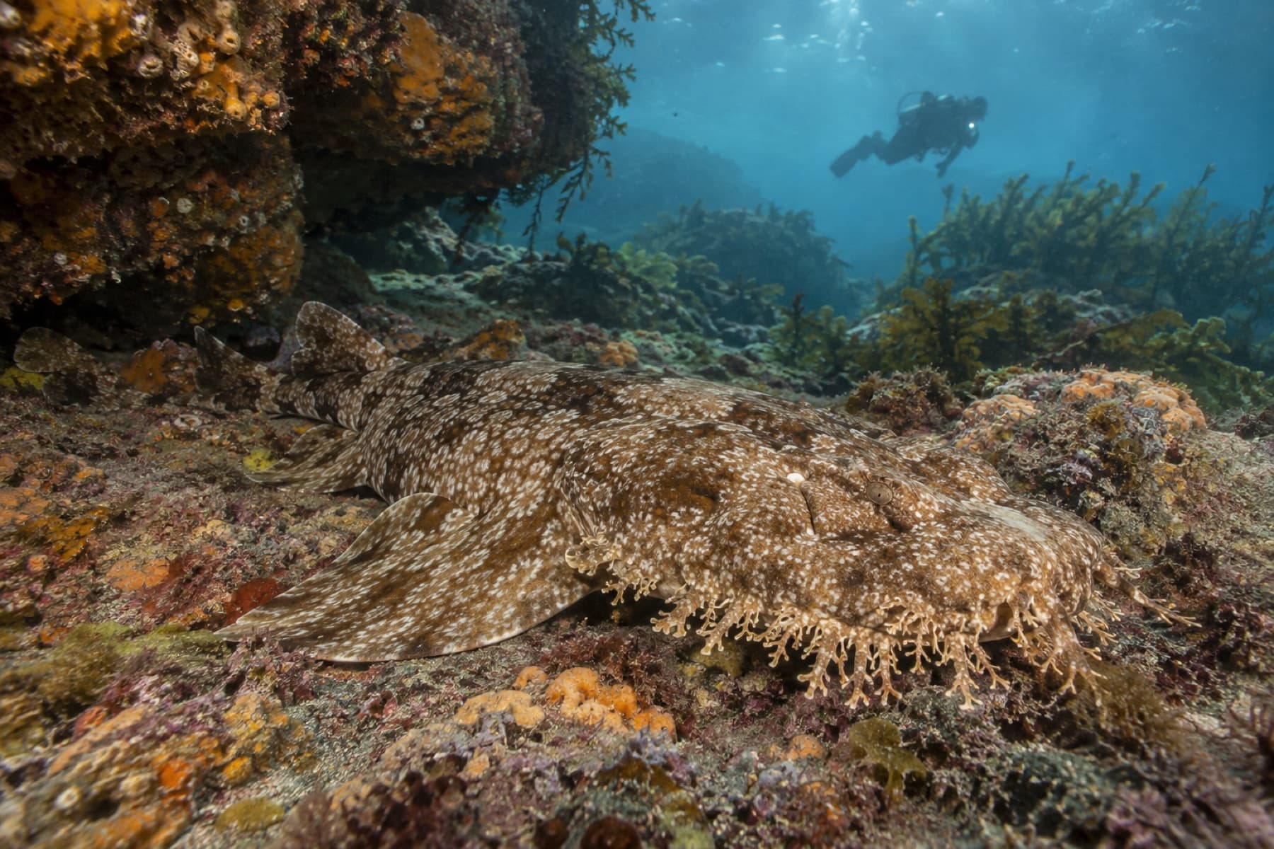 Tasselled wobbegong resting camouflaged on a rocky reef